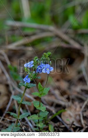 Veronica Chamaedrys - Blue Blossoms Bird's-eye Speedwell, Veronica Chamaedrys.
