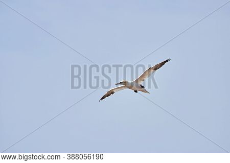 A Single White And Yellow Gannets Flies Through The Blue Sky. The Northern Gannet Has A Wide Wing Sp