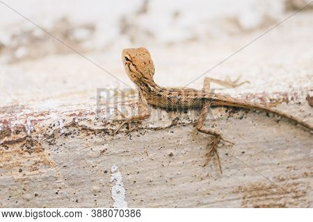Baby Oriental Garden Lizard (calotes Versicolor) On The Leaves. Found Widely In Asian Countries. Cam