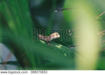 Baby Oriental Garden Lizard (calotes Versicolor) On The Leaves. Found Widely In Asian Countries. Cam