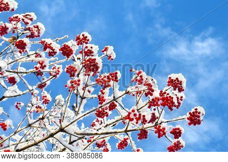 Branches Of Viburnum Opulus (common Names: Guelder-rose, Water Elder, Cramp Bark, Snowball Tree And 