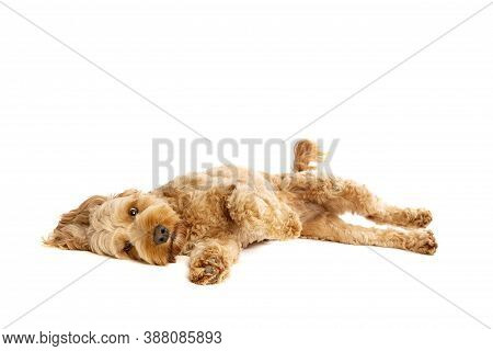 Brown Cockapoo Dog