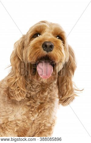 Brown Cockapoo Dog