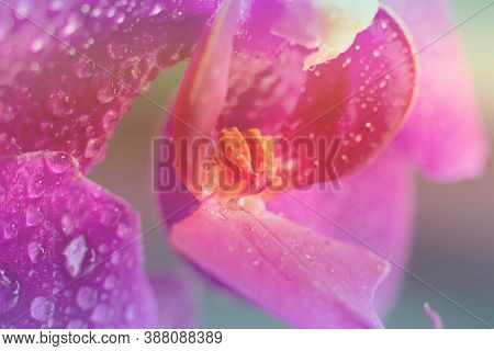 Toned Background Made Of Close Up View Of Beautiful Blooming Orchid Flowers Lip Labellum In Bright M