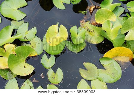 Water Lily's Bud In The Pond Among Freen Leaves
