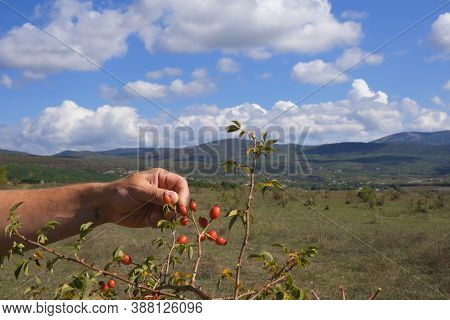 Collecting Rose Hips.
Freshly Picked Rose Hips.
Rose Hips In Hands With Rose Hips Background, Harves
