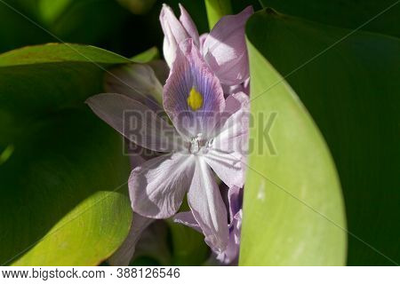 Macro Photo Of A Common Water Hyacinth, Pontederia Crassipes