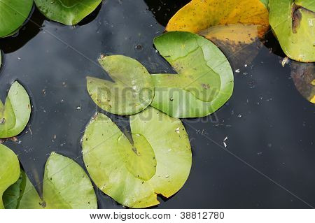 Water Lily's Bud In The Pond Among Freen Leaves