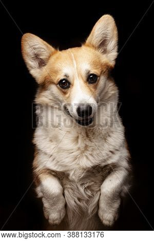 Pembroke Welsh Corgi, Welsh Corgi Jumping, Makes A Stand On His Hind Legs On Black Background.
