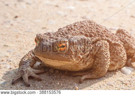 Toad Aga. Giant Neotropical Toad. Rhinella Marina. Amphibians Sitting On Road, Closeup
