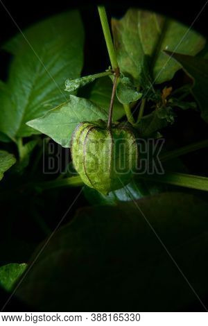 This Fruit Is Also Known By Various Regional Names Such As Cecenet Or Cecendet, Yor-nyèoran, And Kop