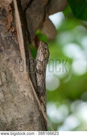 Bronchocela Jubata Is An Animal That Can Adapt By Changing Its Color According To The Environment An