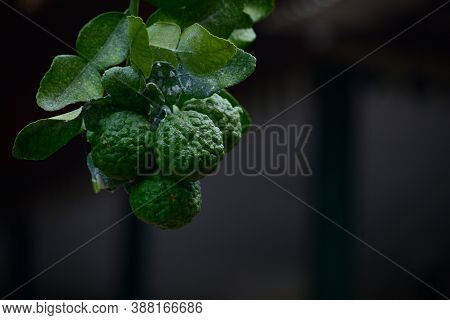 Citrus Hystrix, Called The Kaffir Lime, Makrut Lime And In Bahasa Called Jeruk Purut, Jeruk Limau, L