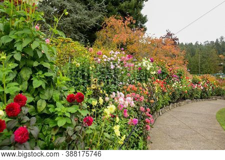 A Picture Of A Well-tended Dahlia Garden And A Pathway.   Victoria Bc Canada