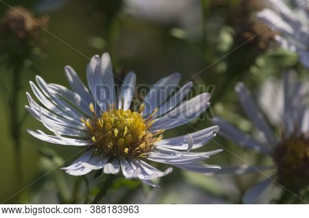 European Michaelmas Daisy Plant In An Autumn Garden
