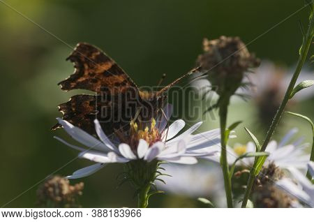 European Michaelmas Daisy Plant With Butterfly In An Autumn Garden