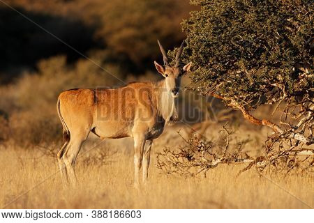 An eland antelope (Tragelaphus oryx) in natural habitat, Mokala National Park, South Africa