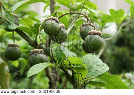 Mangosteen Tree (garcinia Mangostana) Which Bears Fruit. Green Mangosteen That Is Still Raw Against