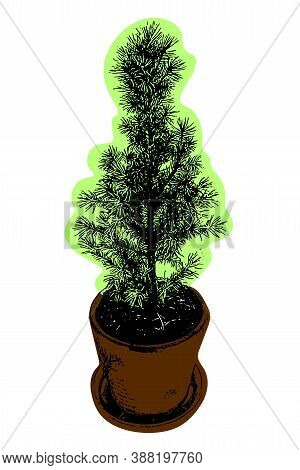 Evergreen Young Fir Tree In The Pot. Buy Little Growing Christmas Tree , Decorate And Play, Then Pla
