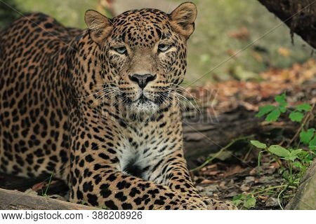 Ceylon Leopard Porter In The Wild. Etail Face Wild Cat. Close-up Popular Famous Feline.