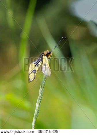 Owlfly Libelloides Macaronius Male - Yellow And Black Insect On Grass