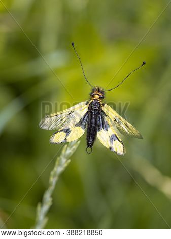Owlfly Libelloides Macaronius Male - Yellow And Black Insect On Grass