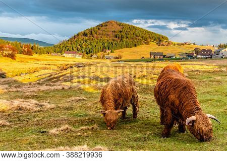 Highland Cattle - Scottish Breed Of Rustic Cattle In Jizerka Village With Bukovec Mountain On The Ba