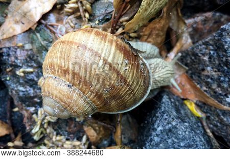Small Garden Snail In Shell Crawling On Wet Road, Slug Hurry Home. Snail Slug Consist Of Edible Tast