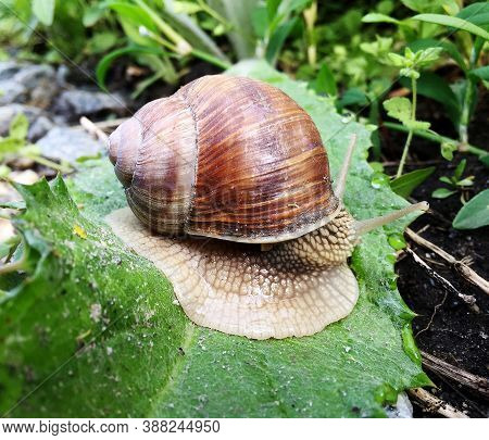 Small Garden Snail In Shell Crawling On Wet Road, Slug Hurry Home. Snail Slug Consist Of Edible Tast