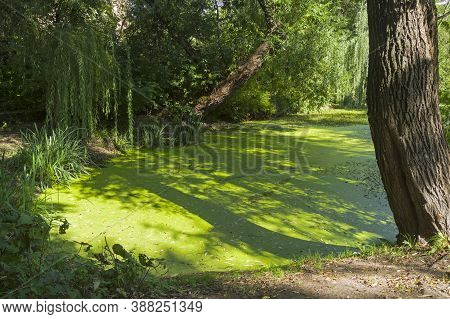 An Old Overgrown Pond In The Park. Aptekarskiy Ogorod (branch Of The Moscow State University Botanic