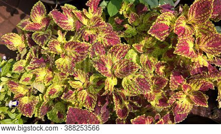 Coleus Plants Also Called Coleus Blumei Or Plectranthus Scutellarioides
