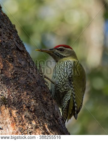 A Beautiful Male Scaly-bellied Woodpecker (picus Squamatus), Foraging On The Side Of A Tree Trunk In