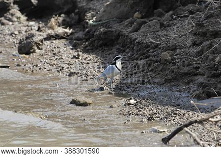 Egyptian Plover, Pluvianus Aegyptius