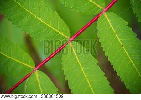 Closeup Of Some Leaves Of The Rhus Typhina Tree