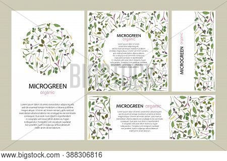 Set Of Vector Graphic Frames And Templates With Microgreens. Herbs - Peas, Sunflowers, Onions, Corn,