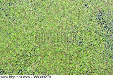 Green Duckweed On Water Surface Close-up As Background
