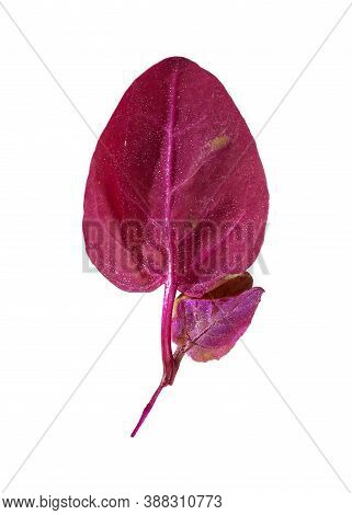 Red Grass Isolated On A White Background (atriplex Red)