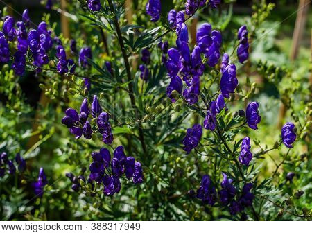 Blue Purple Aconite Flowers, Monkshood, Wolfsbane On A Green Bush, Perennial In Summer Garden Under 