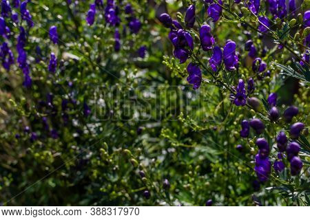 Purple Aconite Flowers, Monkshood, Wolfsbane On A Green Bush, Perennial In Summer Garden Under Sun L
