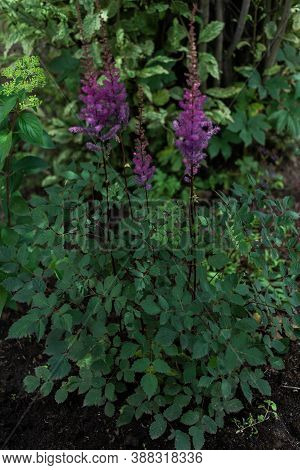 Bush With Pink Purple Fluffy Astilba Flowers. Perennial Plant With Thin Brown Twigs With Green Leave