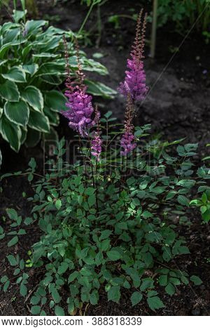 Bush With Pink Purple Fluffy Astilba Flowers. Perennial Plant With Thin Brown Twigs With Green Leave