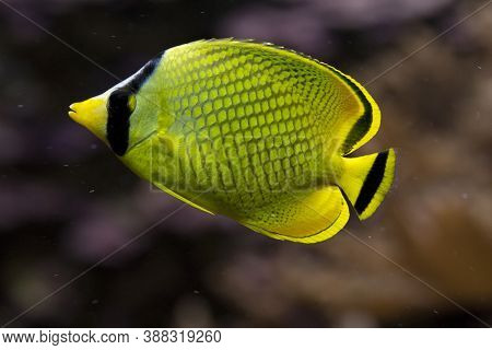 The Latticed Butterflyfish (chaetodon Rafflesii) In Aquarium.
