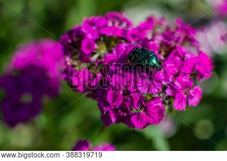 Green Rose Chafer, Large Big, Cetonia Aurata In Bright Pink Purple Flowers Heart-shaped Carnations I