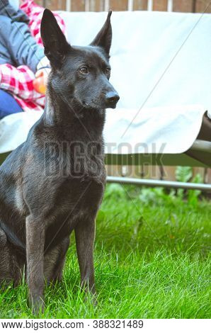 Watchdog - Guardian Of A Family. Black Mixed Breed Dog Sitting Focused On Green Grass, Part Of Perso