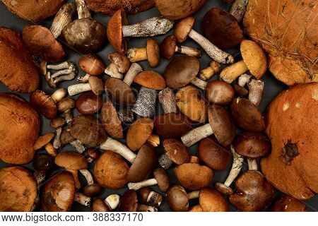 The Background Is From A Of Forest Freshly Harvested Mushrooms In Taiga, Brown Orange, On A Gray Mat