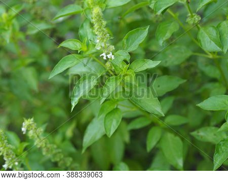 Thai Sweet Basil Or Horapha Light Green With Flower Wide Leaves While, Purple Stems, Flowers And Spe