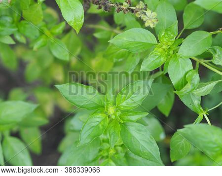 Thai Sweet Basil Or Horapha Light Green With Flower Wide Leaves While, Purple Stems, Flowers And Spe