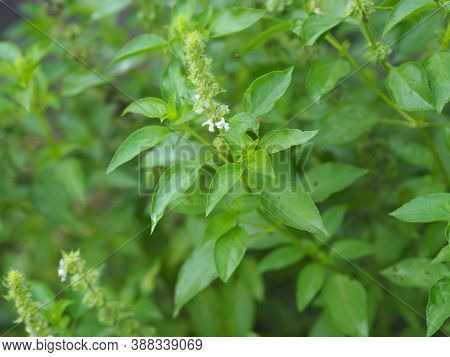 Thai Sweet Basil Or Horapha Light Green With Flower Wide Leaves While, Purple Stems, Flowers And Spe