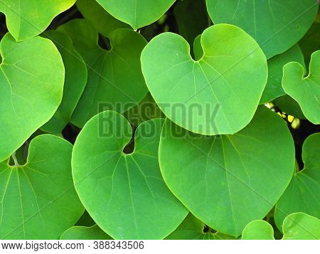 Full Frame Photo Of Green Heart Shape Vine Leaf Of Aristolochia Ringens Background.