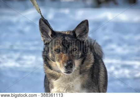 Mongrel In The Snow Park  Close Up